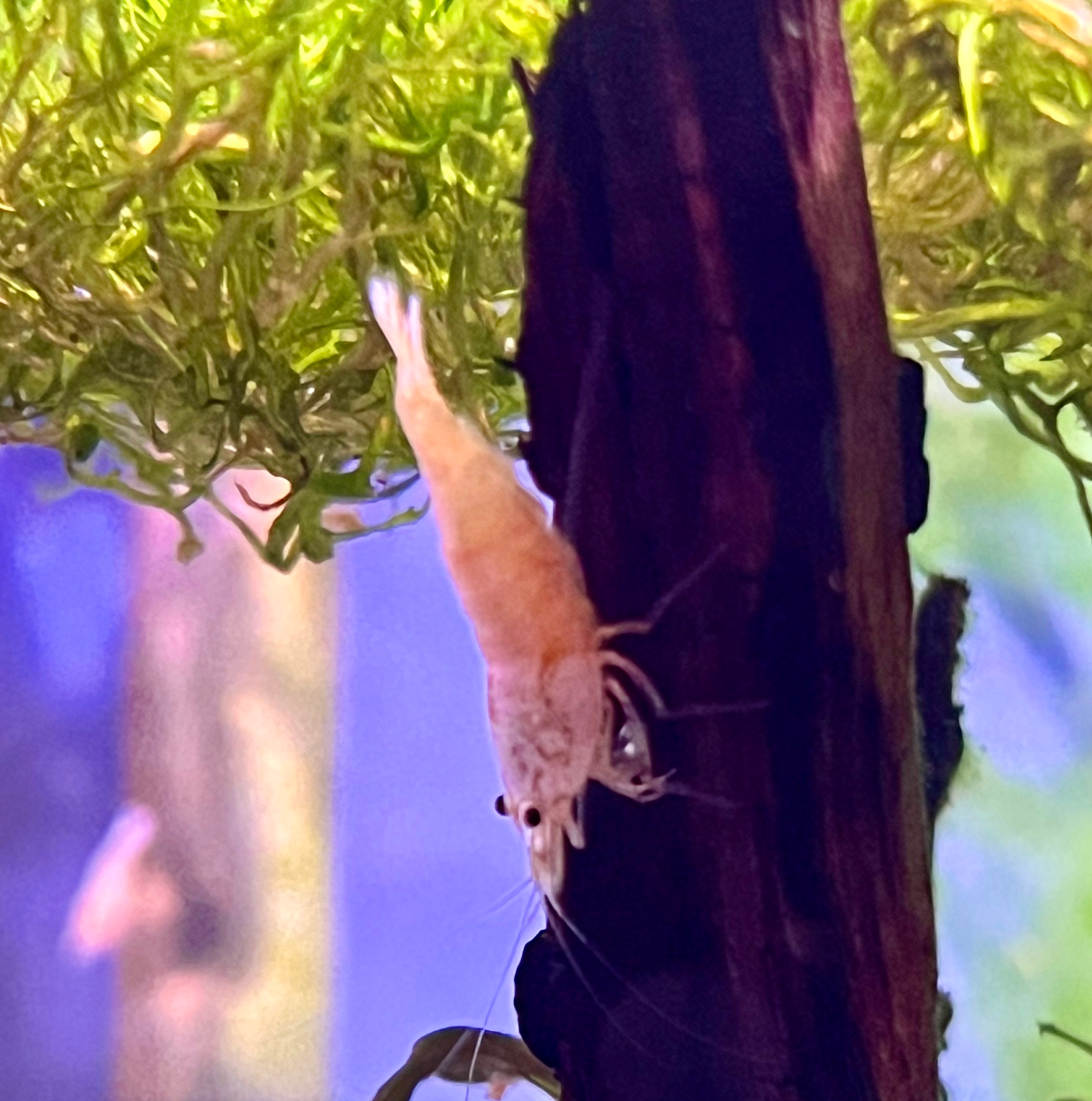 Golden Bee Shrimp 5 Pack