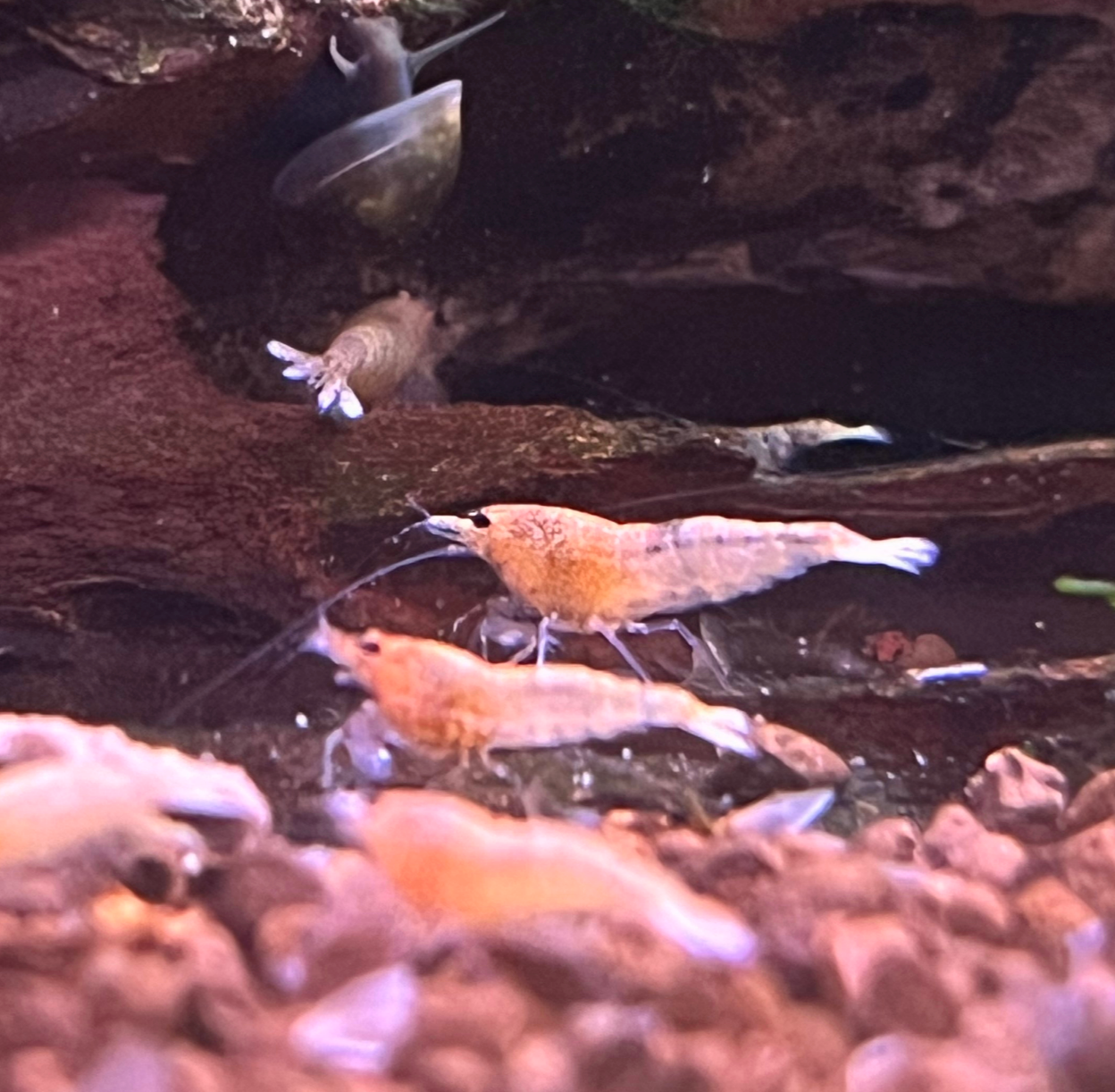 Golden Bee Shrimp 5 Pack