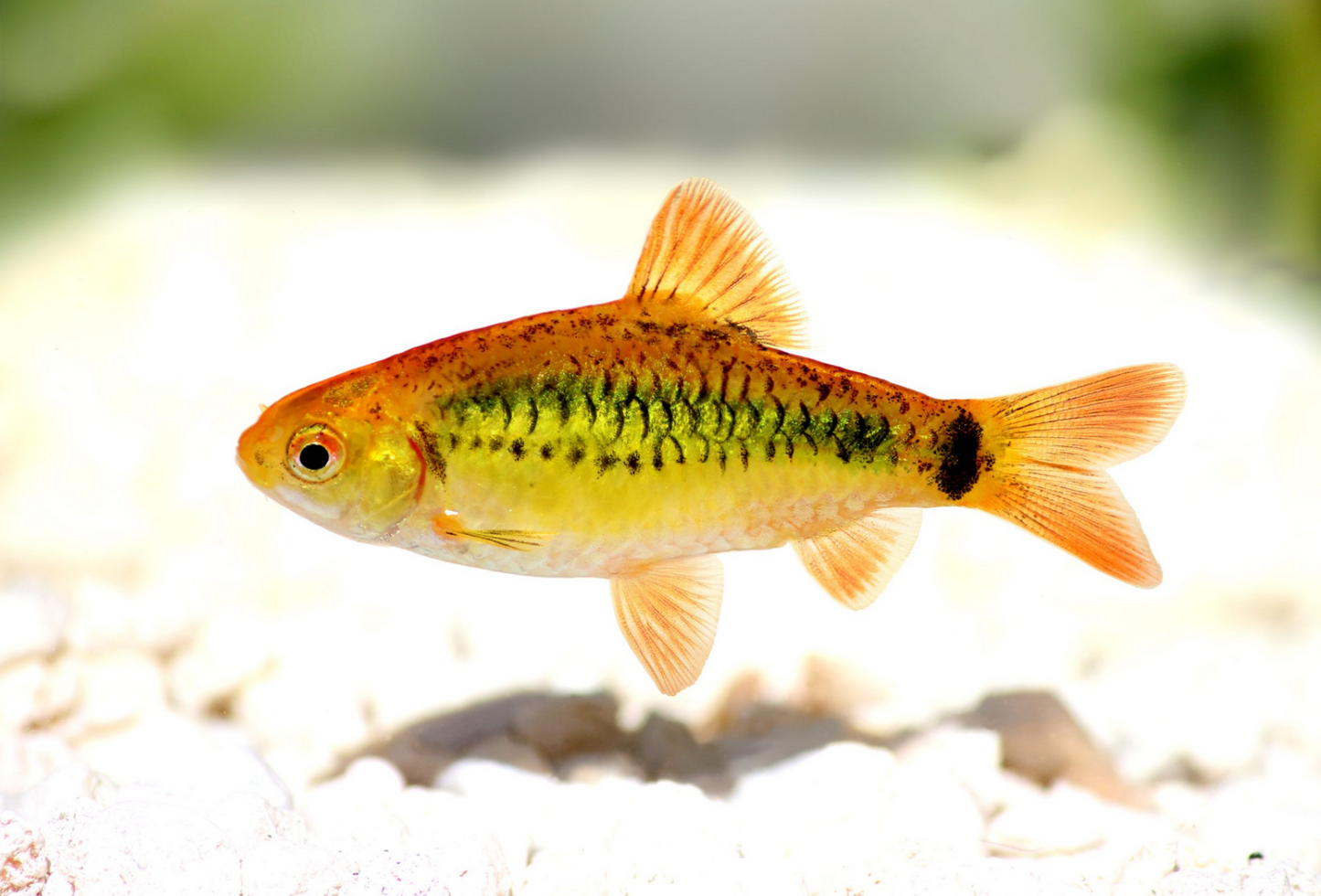 Gold Barb