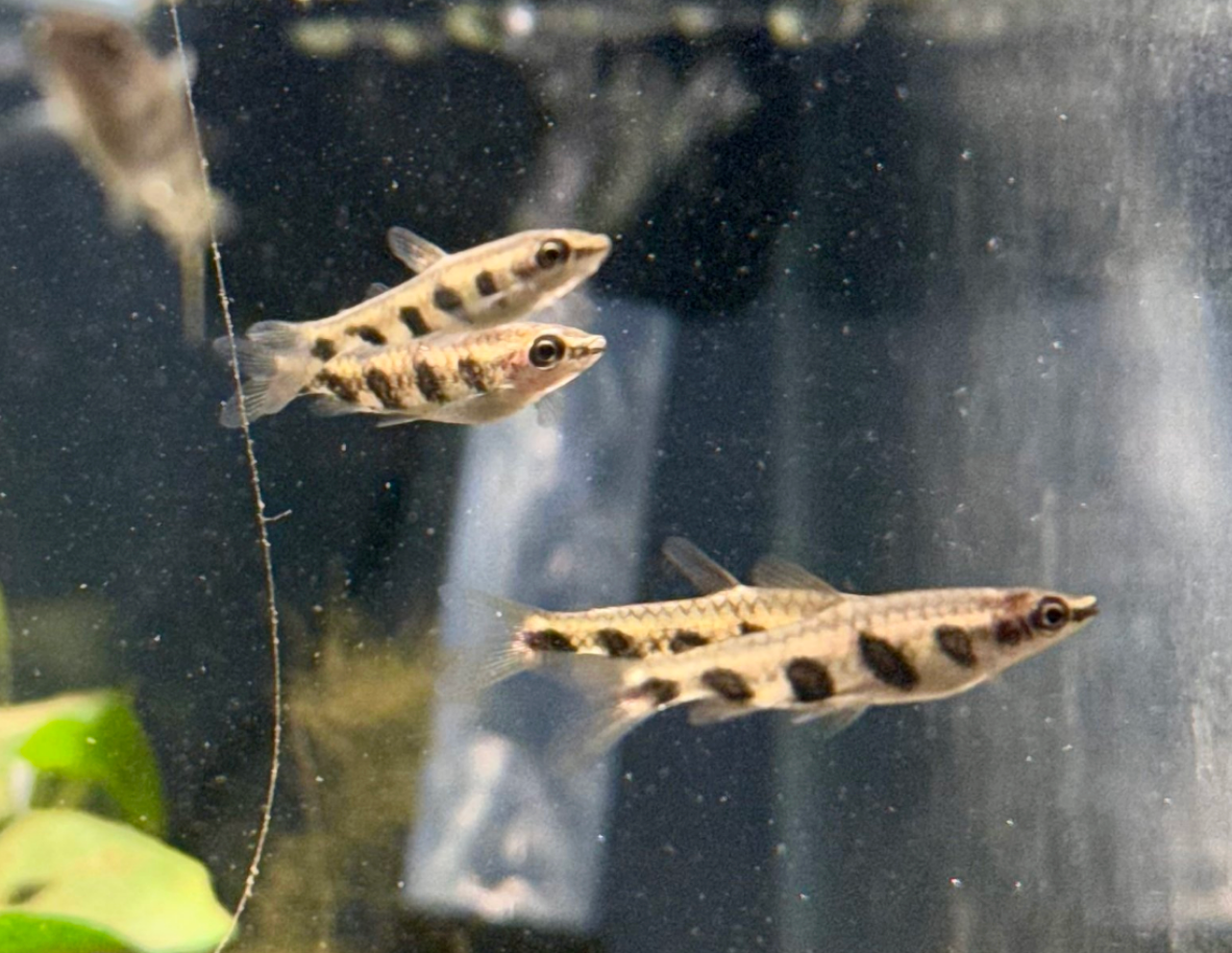 Espei Pencilfish-WILD