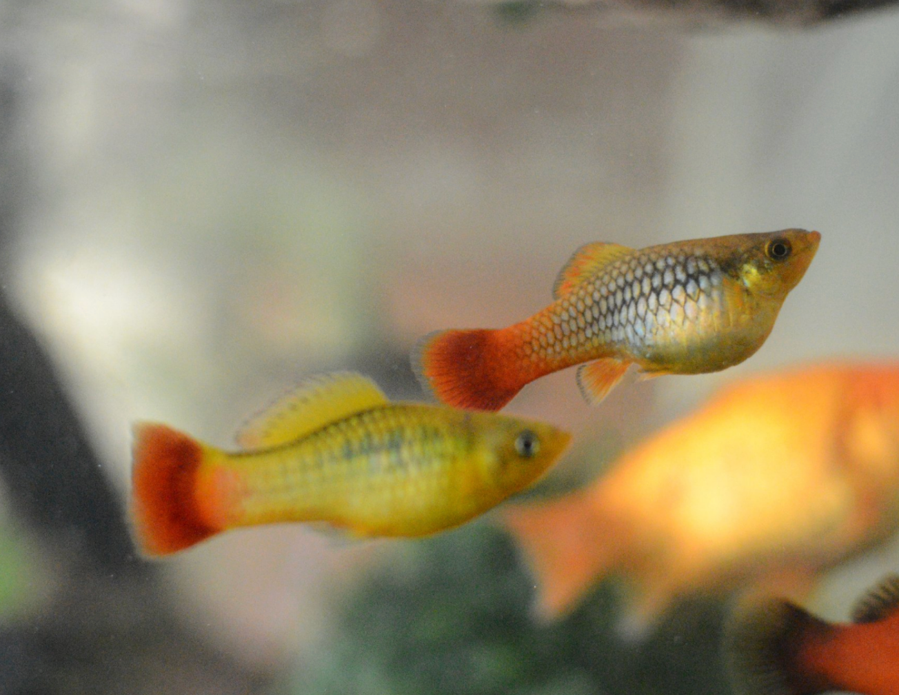 Emerald Sunrise Platies