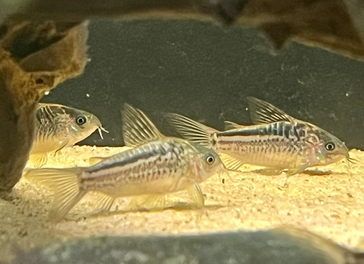Elegans Cory (Wild-Brazil)