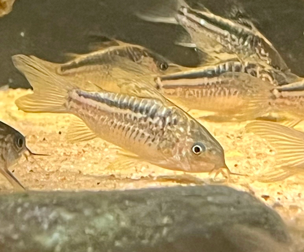 Elegans Cory (Wild-Brazil)