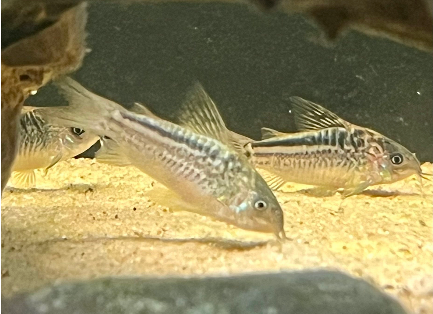 Elegans Cory (Wild-Brazil)