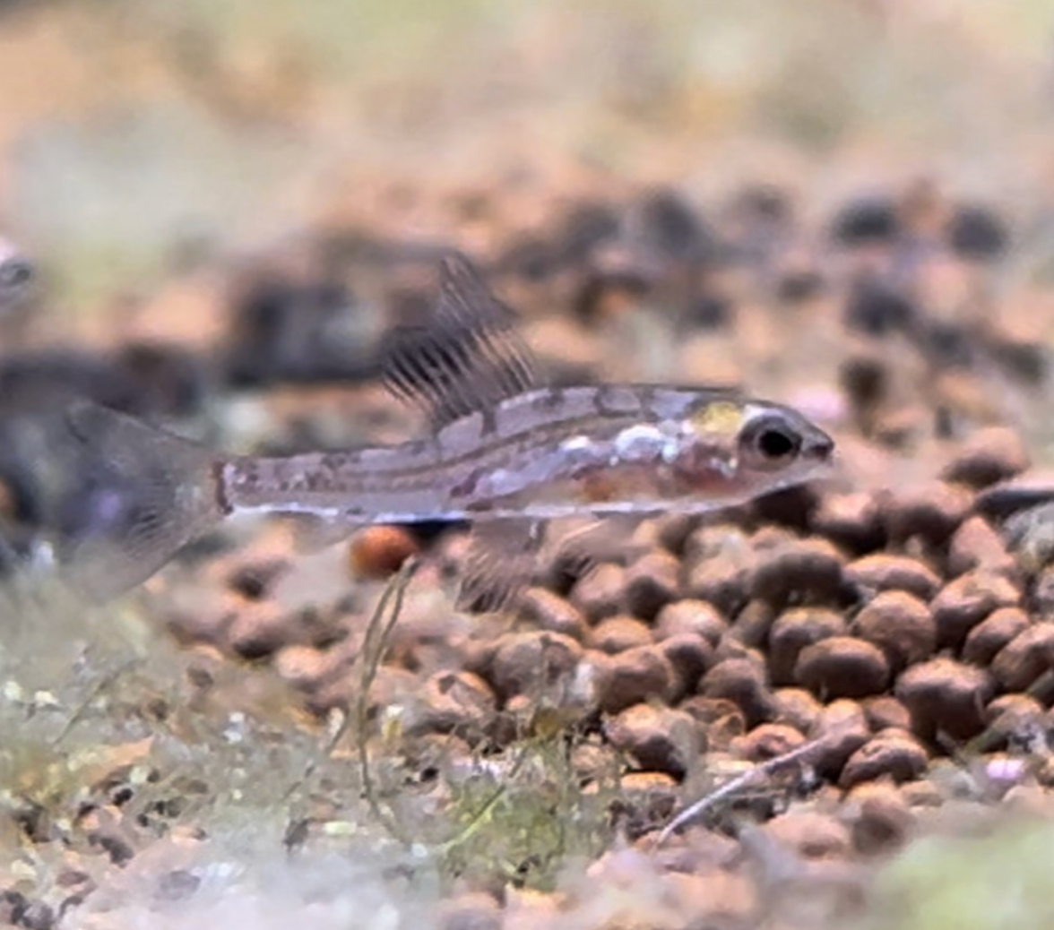 Dwarf Red Hummingbird Tetra