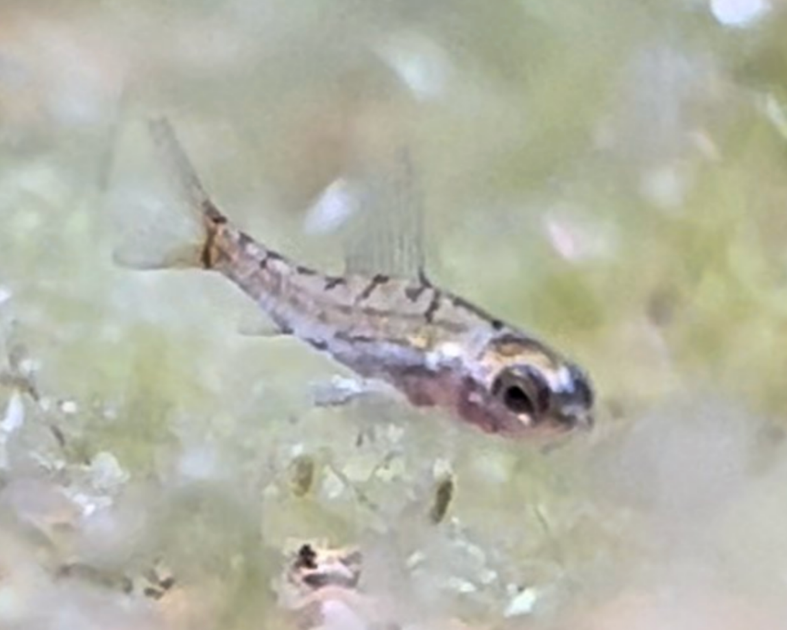 Dwarf Red Hummingbird Tetra