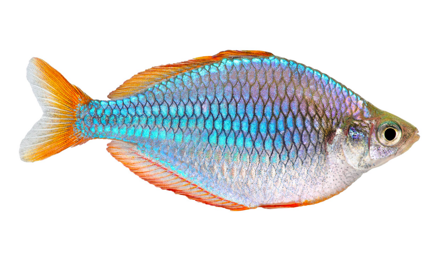 Dwarf Neon Rainbowfish