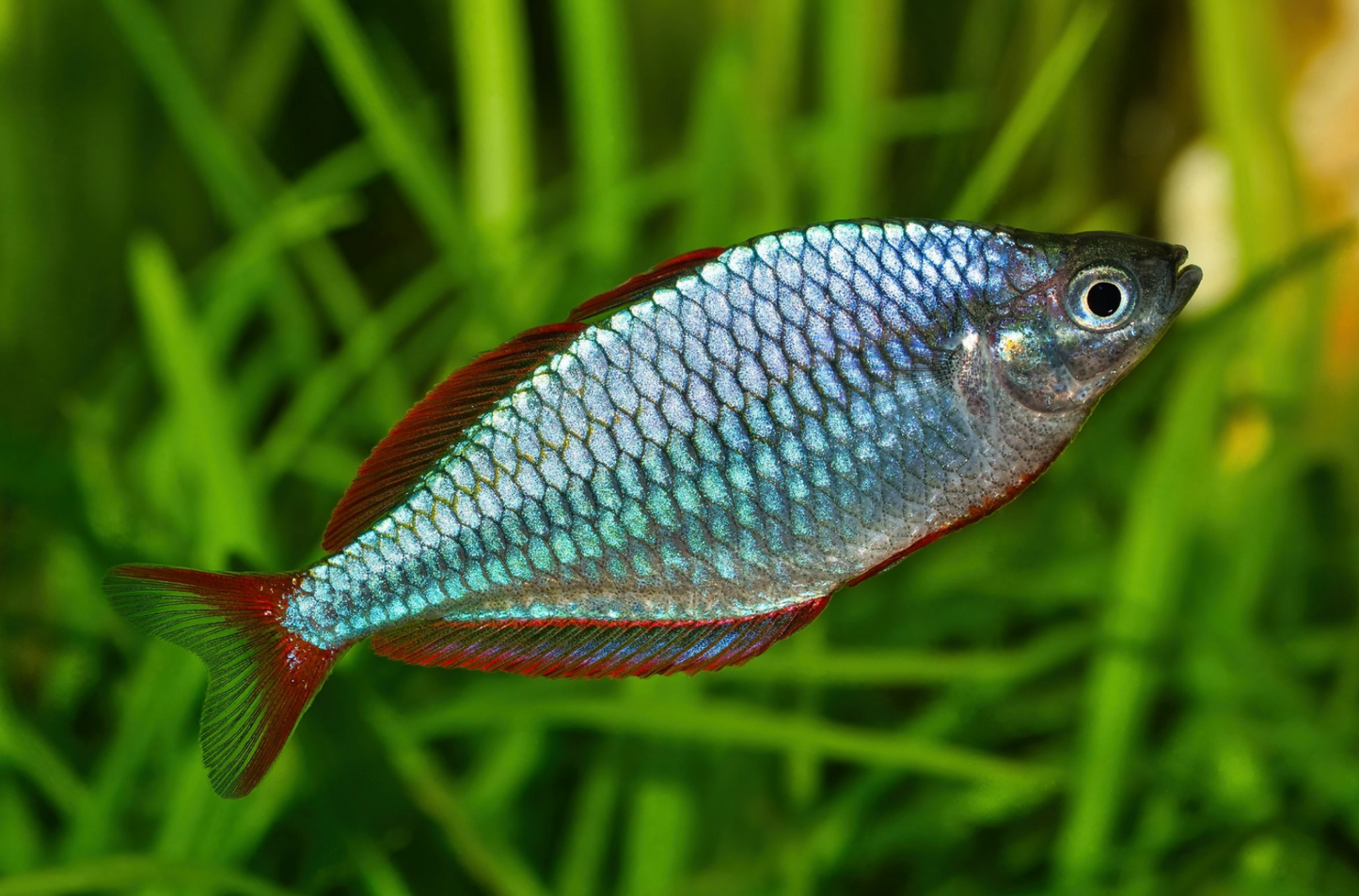 Dwarf Neon Rainbowfish