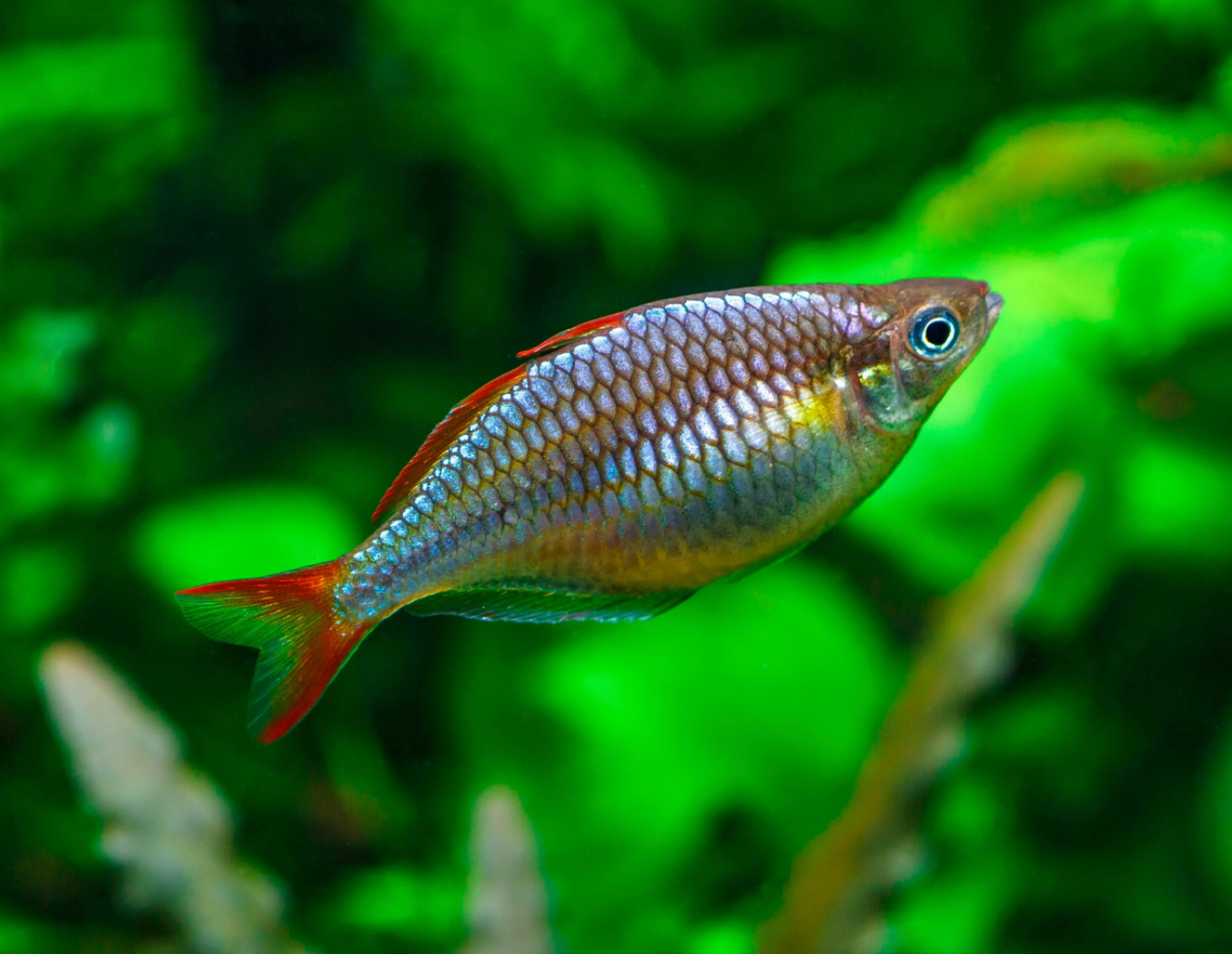 Dwarf Neon Rainbowfish