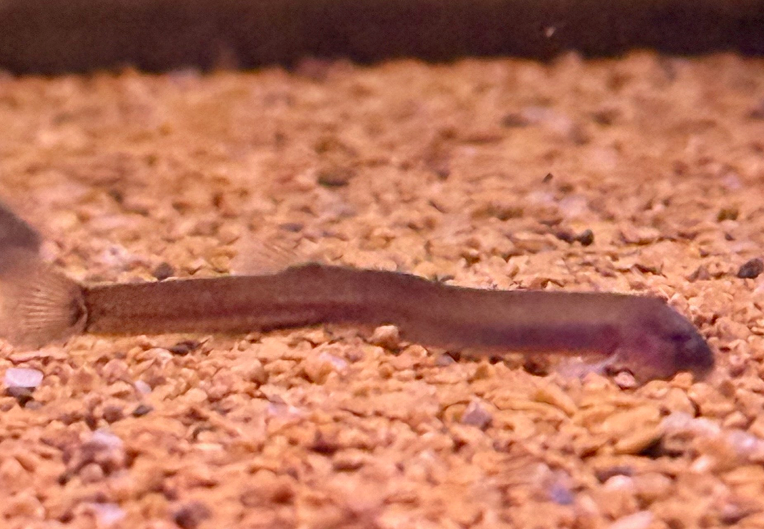 Dwarf Kuhli Loach