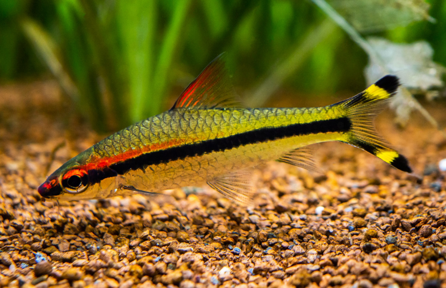Denison's Barb-M