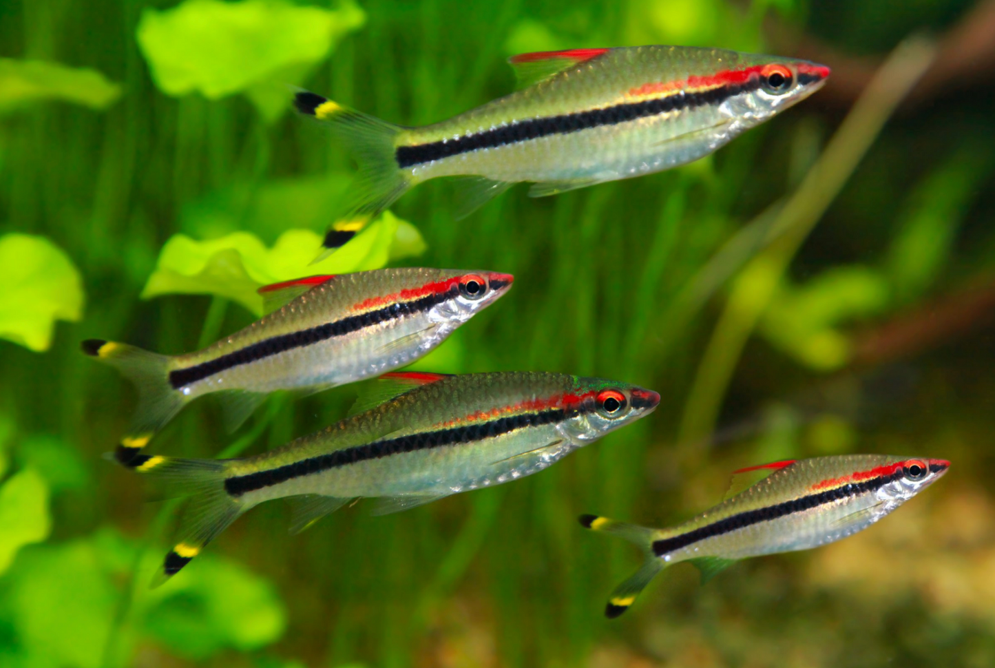 Denison's Barb-M