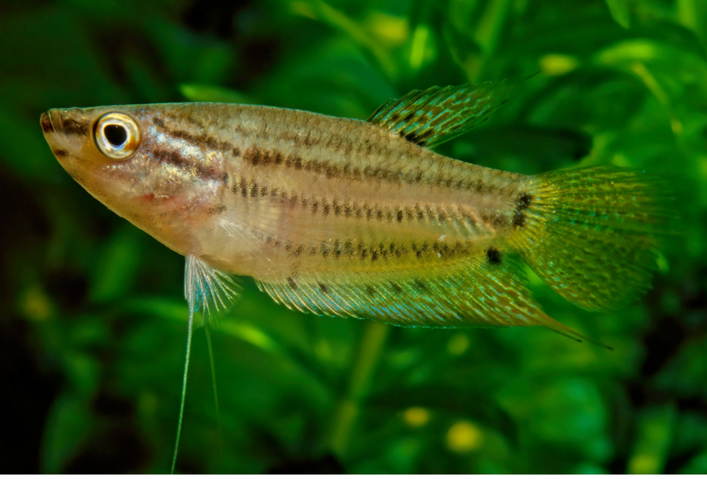 Croaking Gourami-L