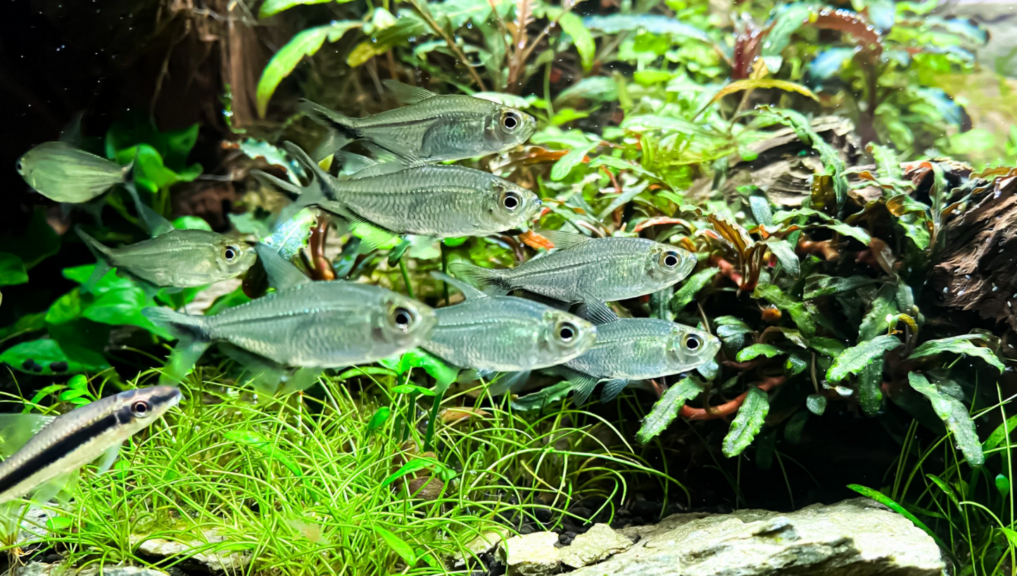 Costae Tetra