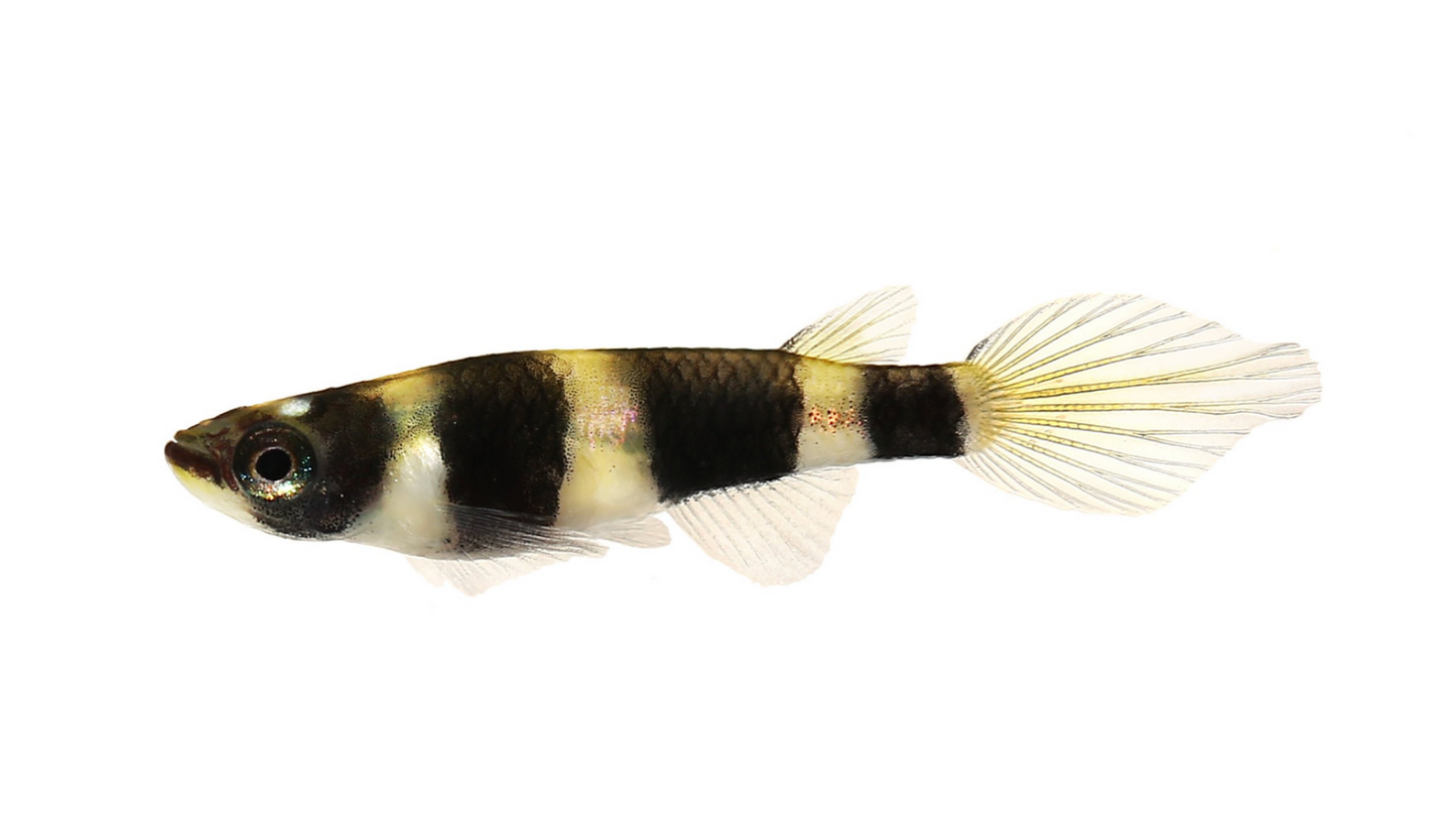 Clown Killifish