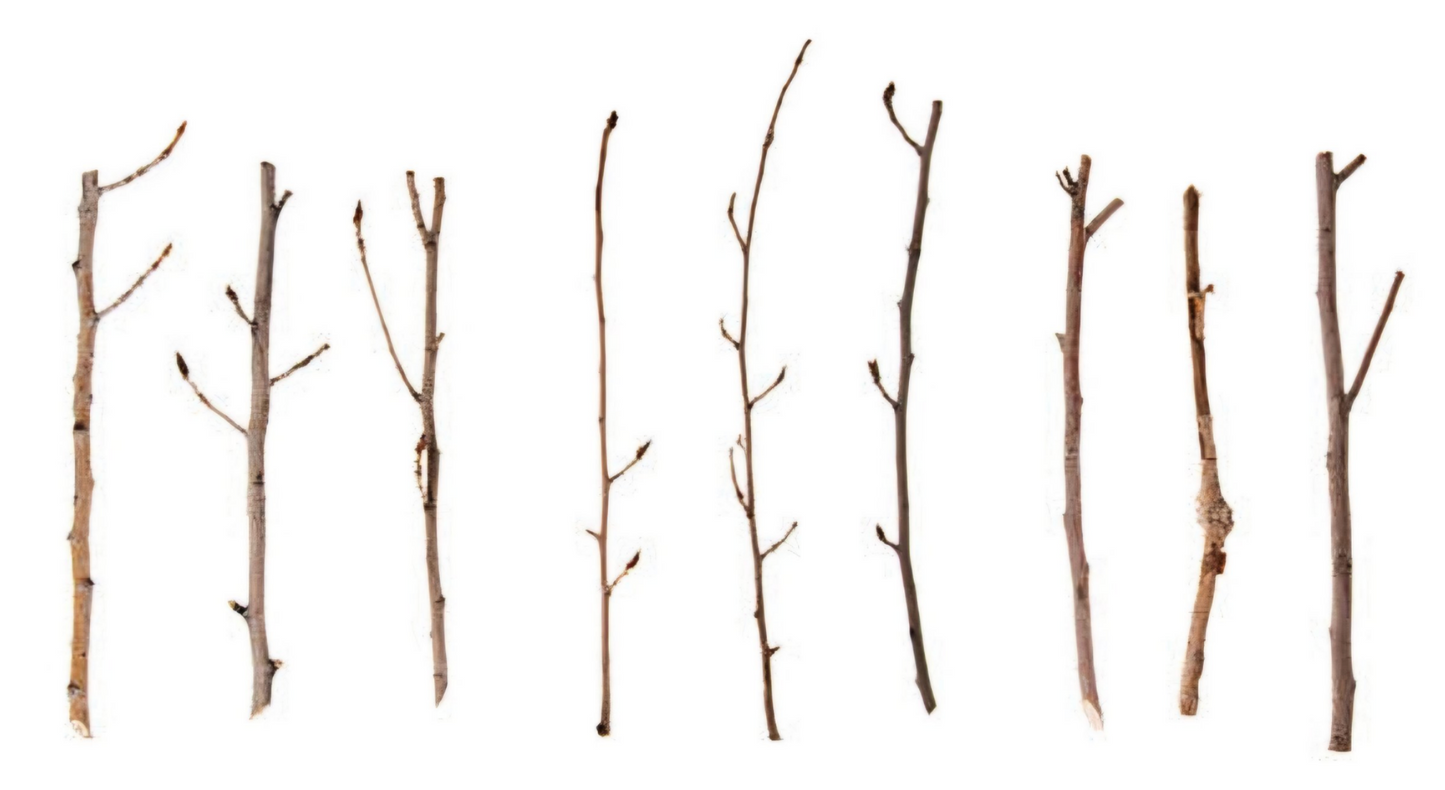 Cherry Twig Bundle-10 Pack