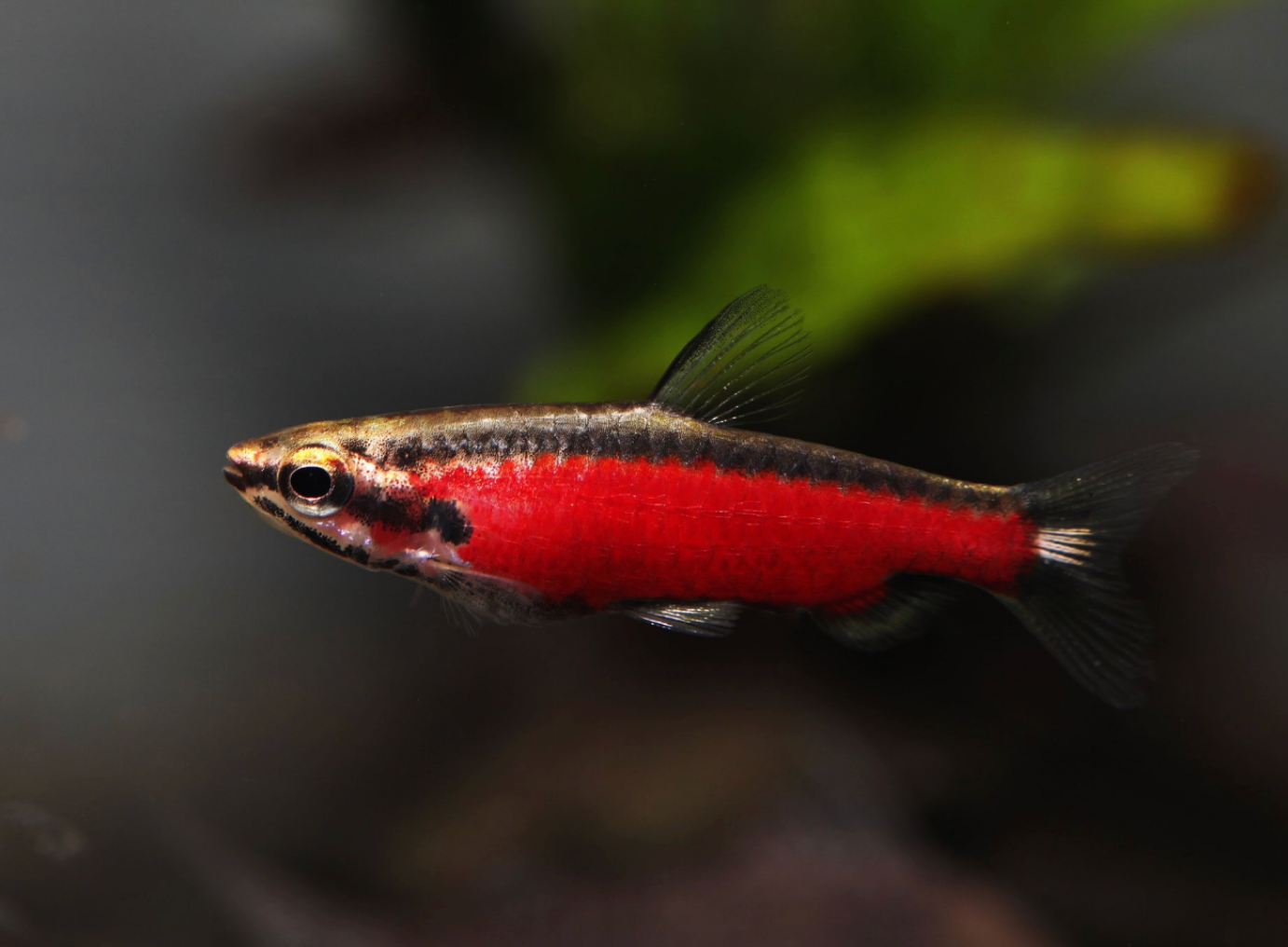 Cenepa Red Pencilfish- WILD