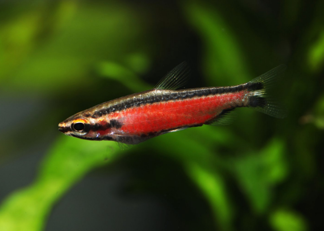 Cenepa Red Pencilfish- WILD