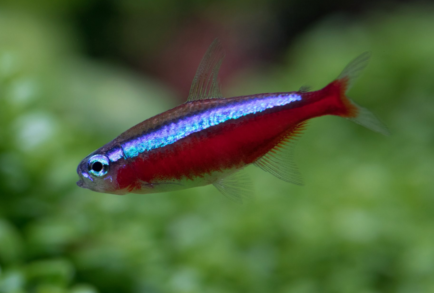Cardinal Tetra- WILD