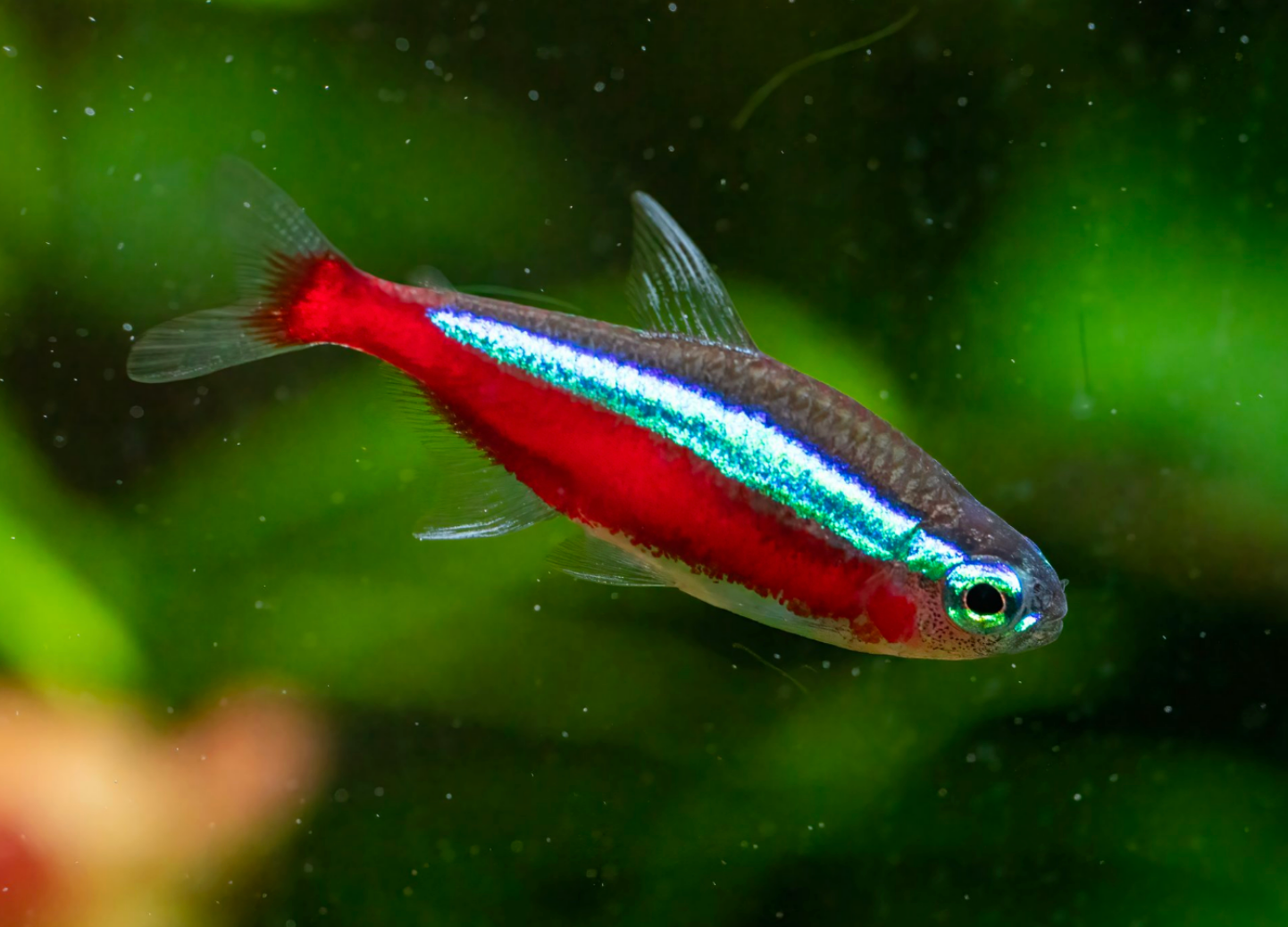 Cardinal Tetra- WILD