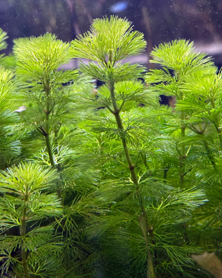 Cabomba-Green