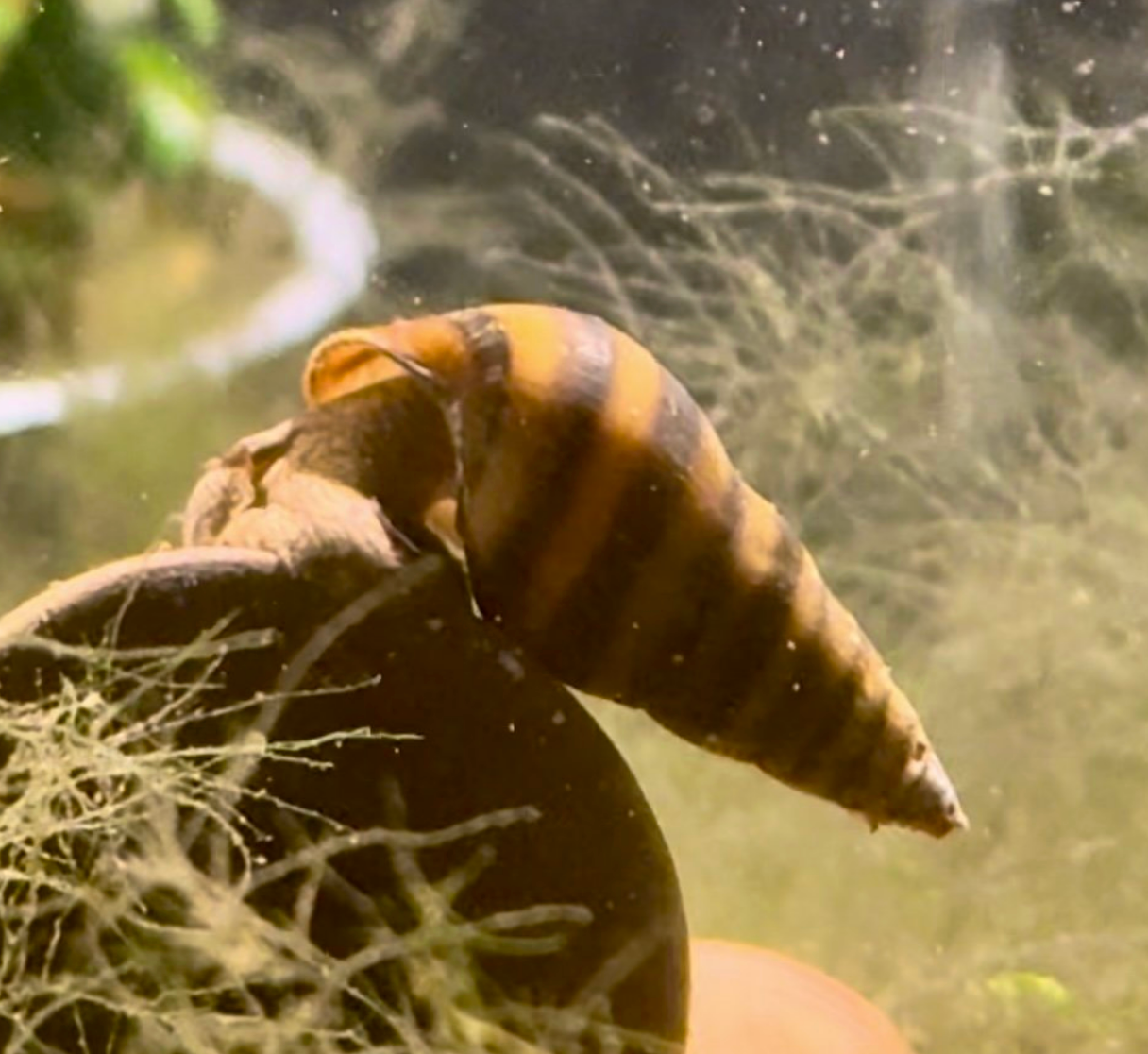 Bumblebee Pagoda Snail