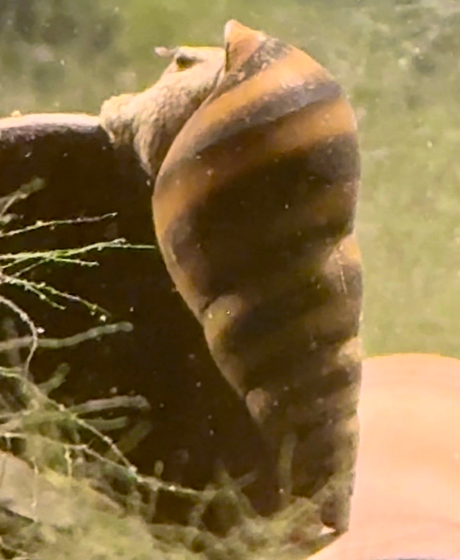 Bumblebee Pagoda Snail