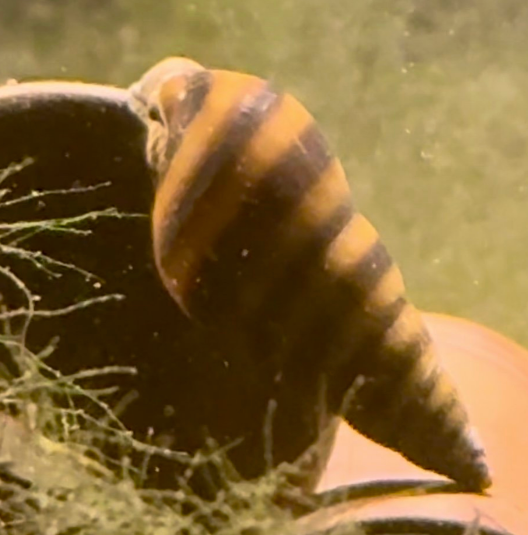 Bumblebee Pagoda Snail