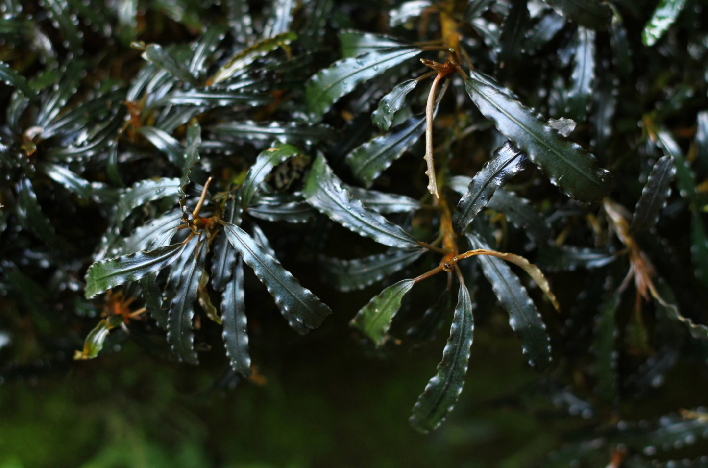 Bucephalandra Catherinae- SM portion