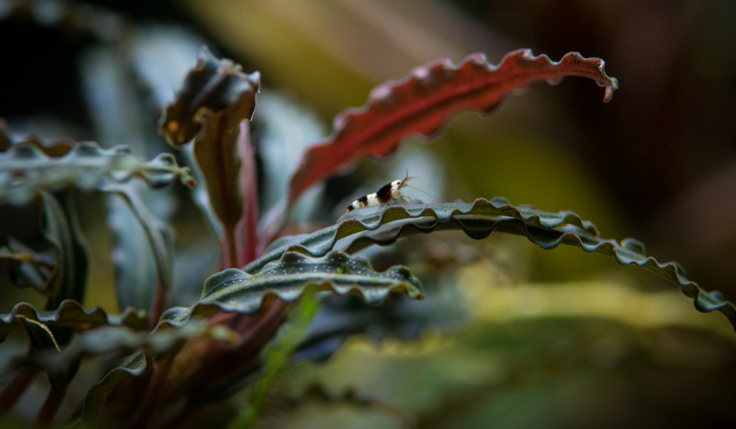 Bucephalandra Catherinae- SM portion