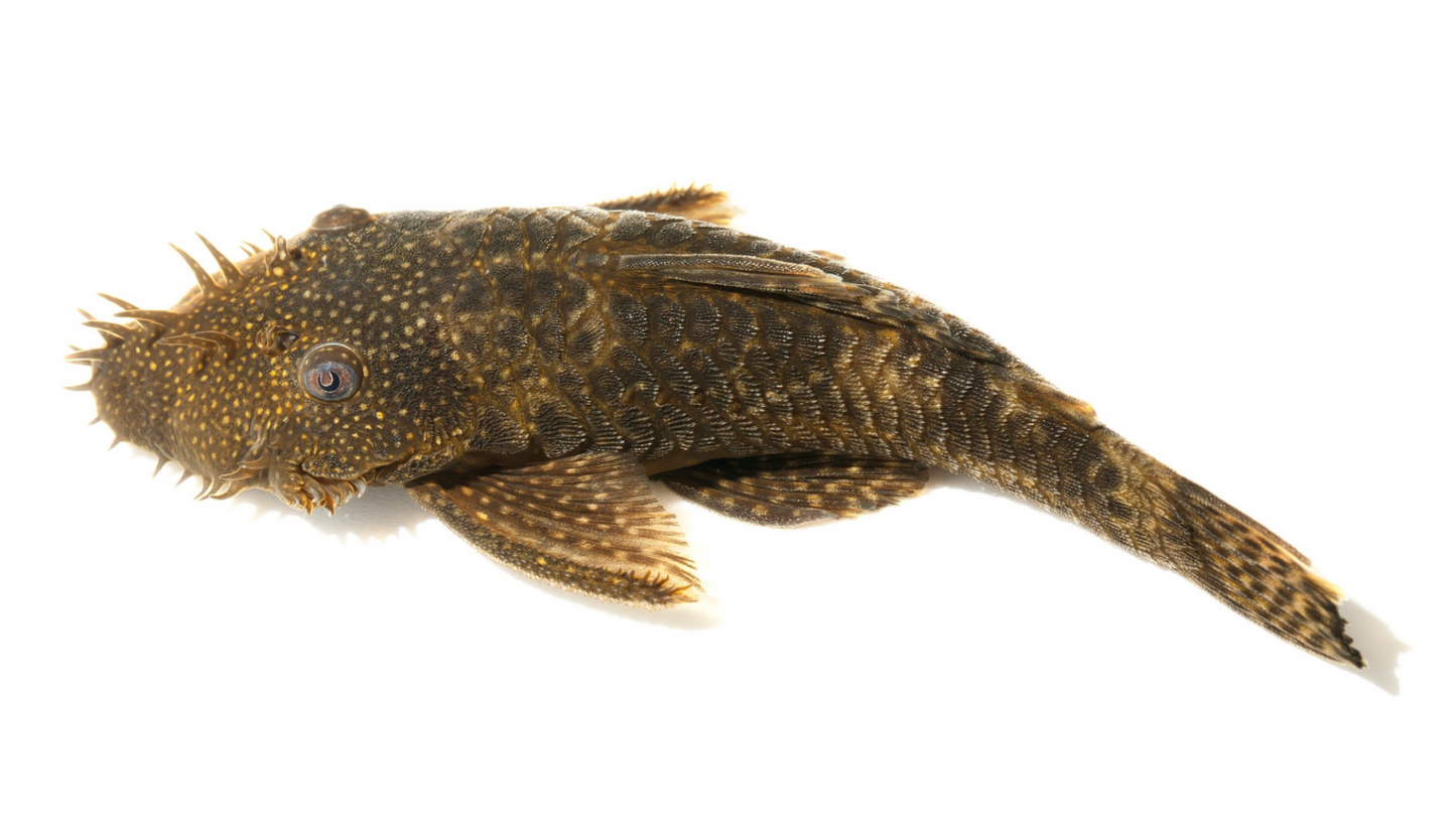 Bristlenose Plecostomus- M