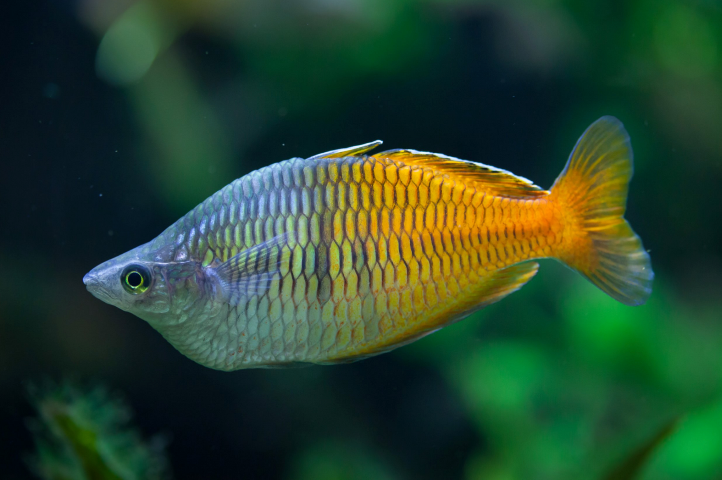 Boesemani Rainbowfish-L