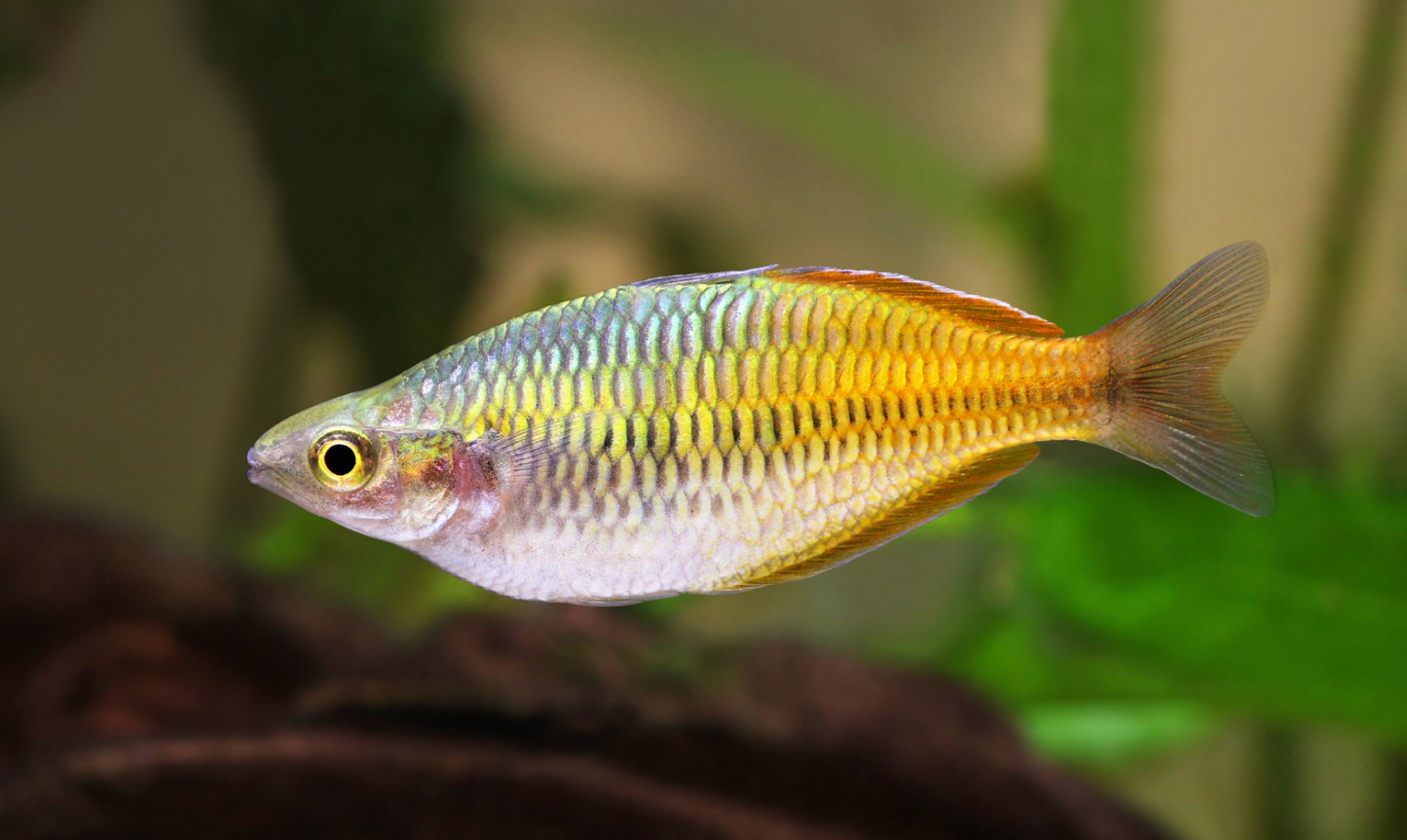 Boesemani Rainbowfish-L
