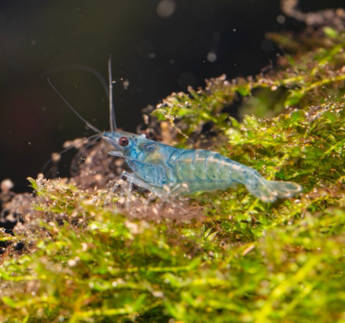 Blue Velvet Shrimp 5 Pack
