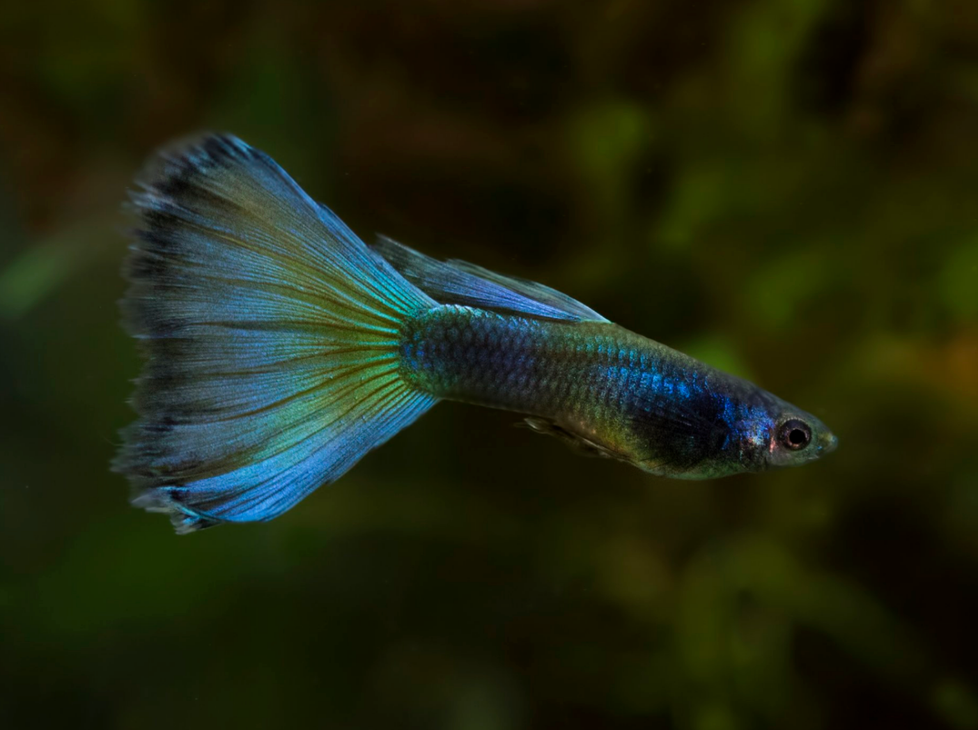 Blue Moscow Guppy-Male