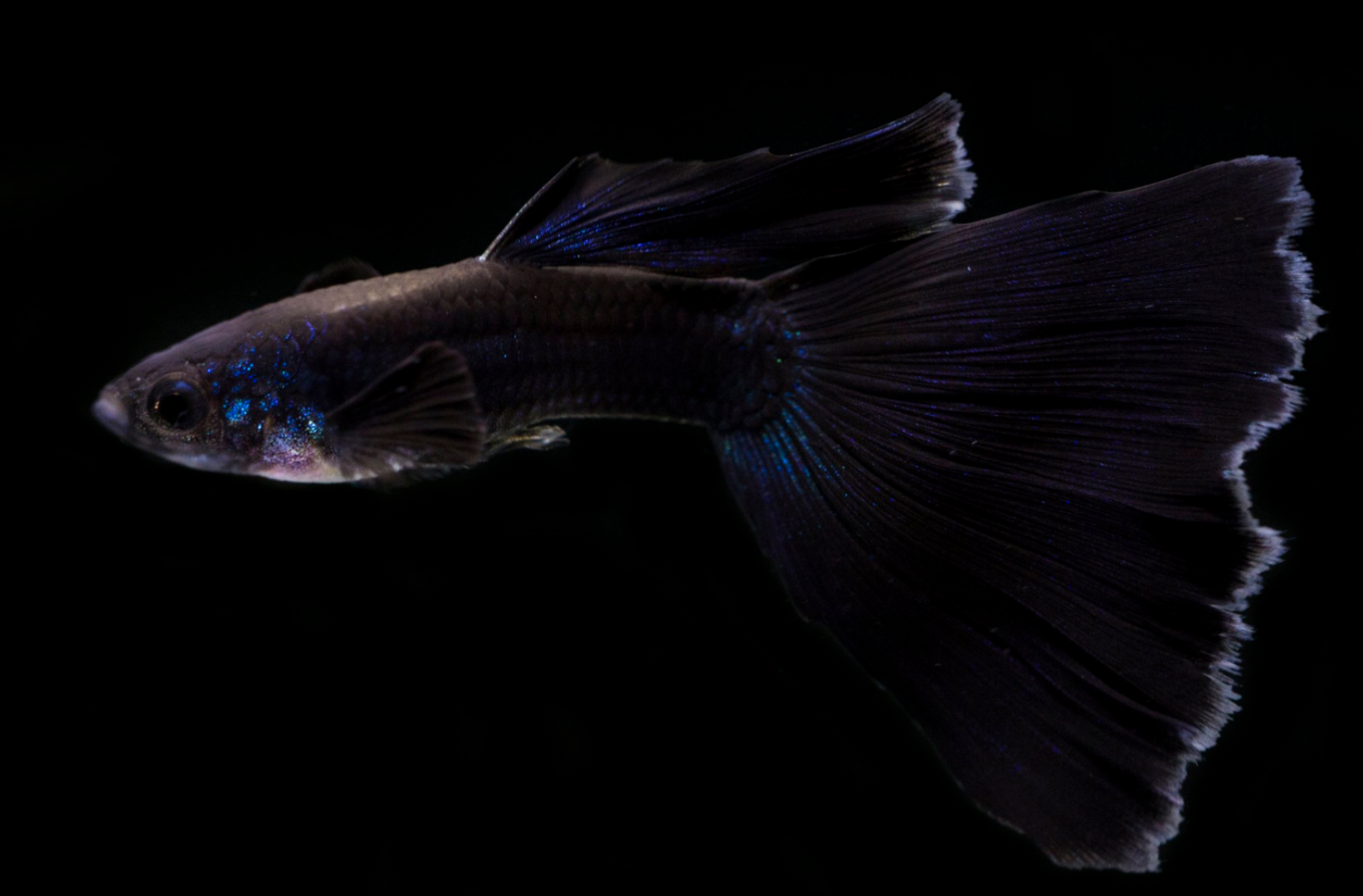 Blue Moscow Guppy-Male