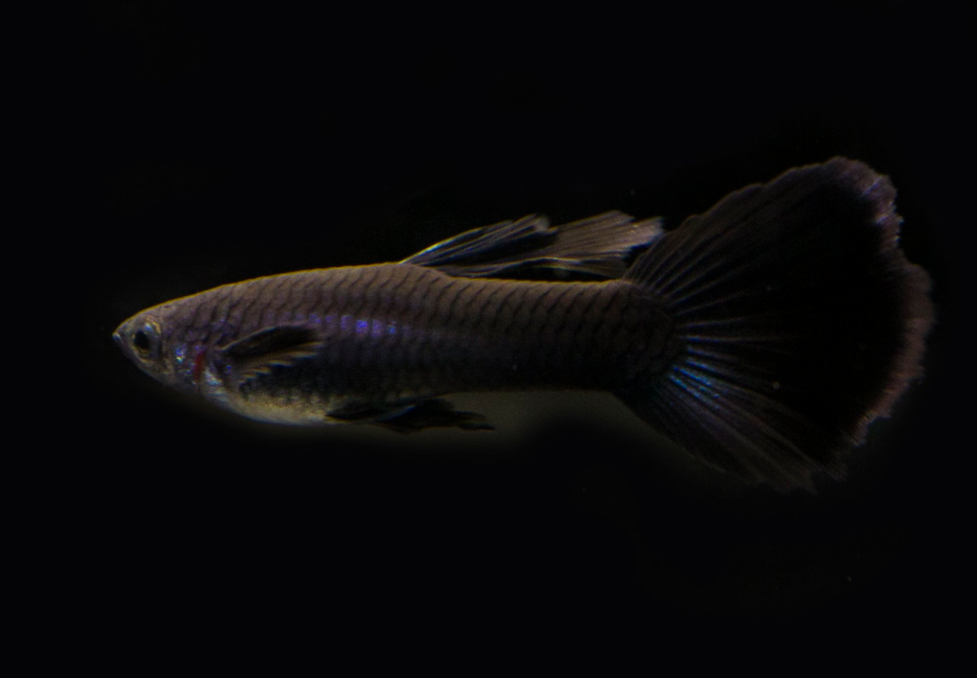 Blue Moscow Guppy-Male