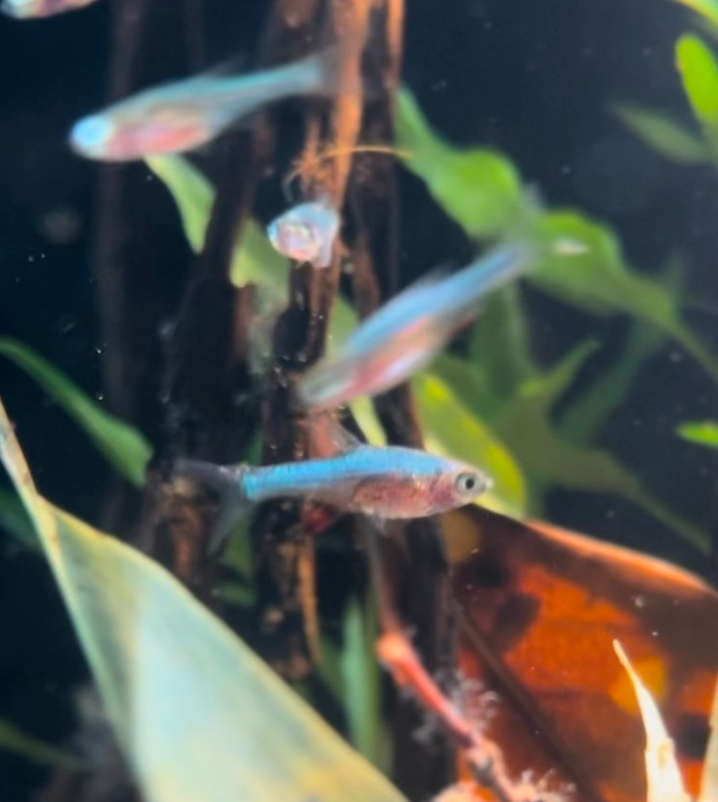 Blue Axelrodi Rasbora