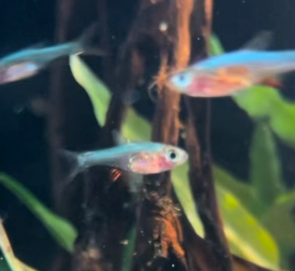 Blue Axelrodi Rasbora