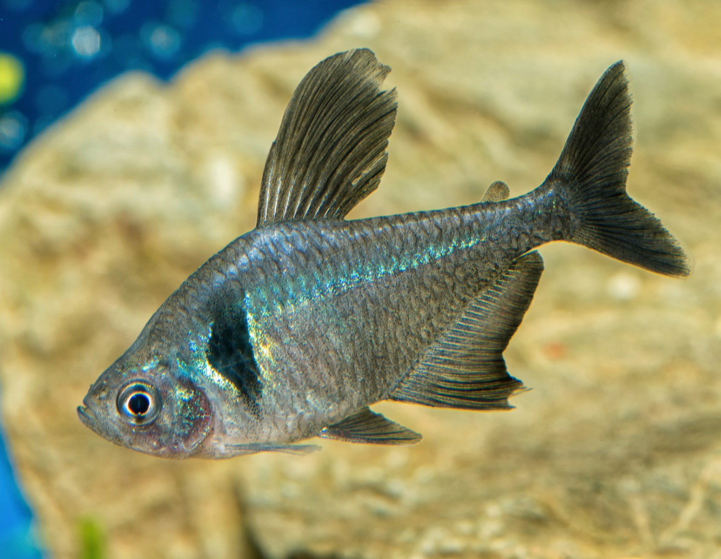 Black Phantom Tetra