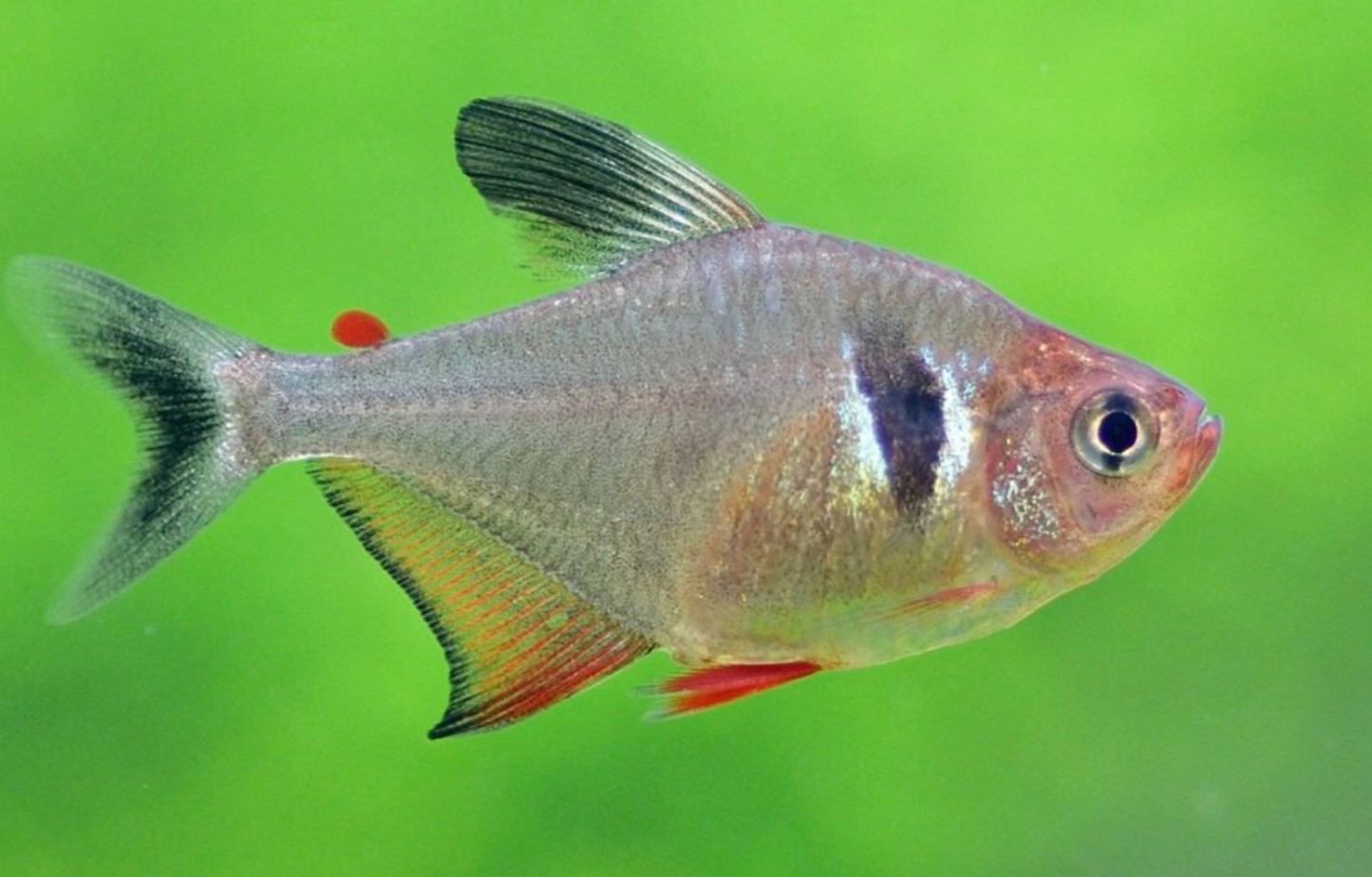 Black Phantom Tetra