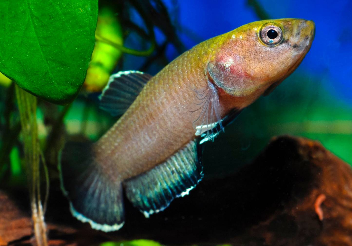 Betta Channoides- PAIR