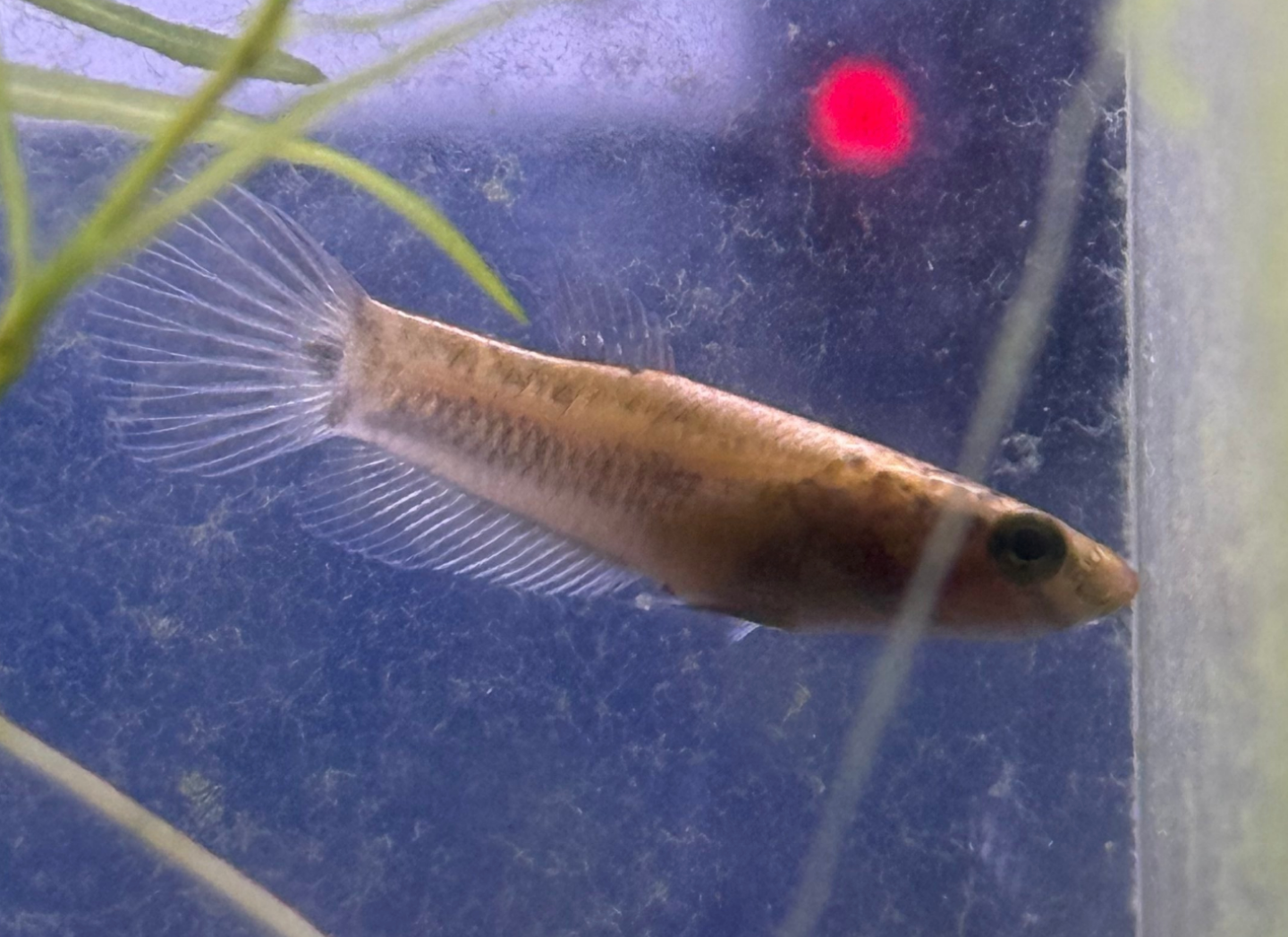 Betta Channoides- PAIR