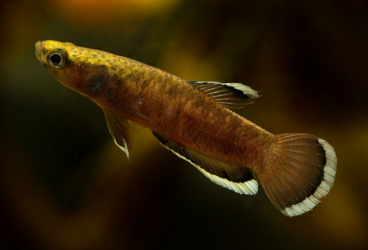 Betta Albimarginata- WILD PAIR