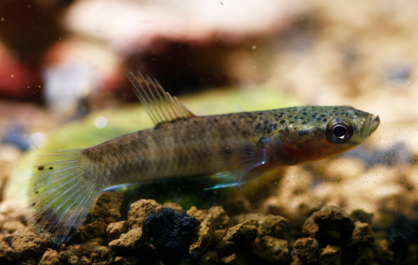Betta Albimarginata- WILD PAIR