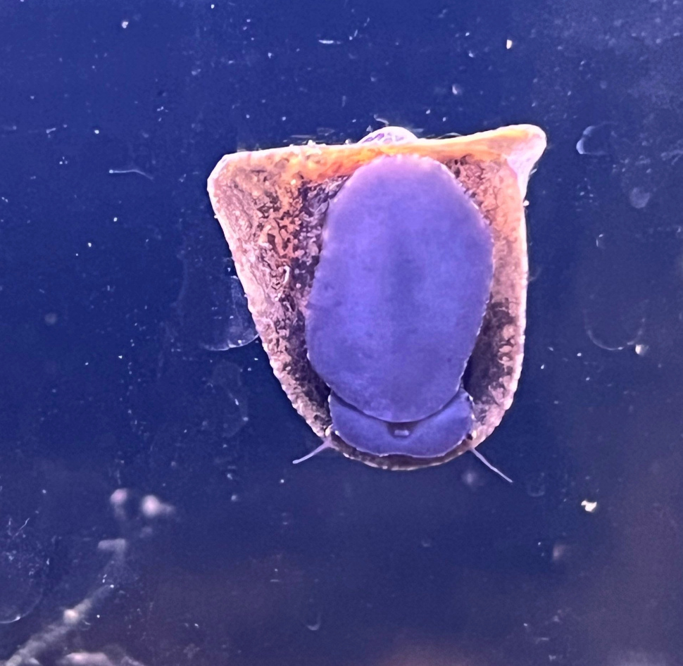Batman Nerite
