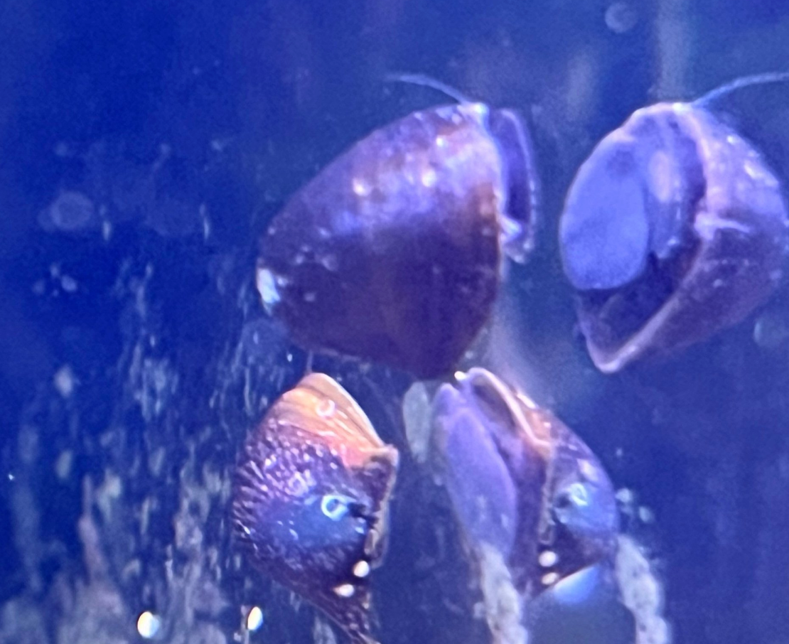 Batman Nerite