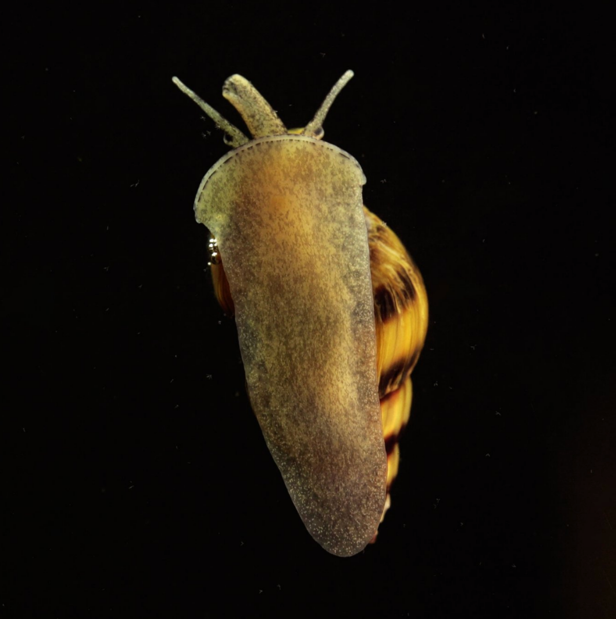 Assassin Snails