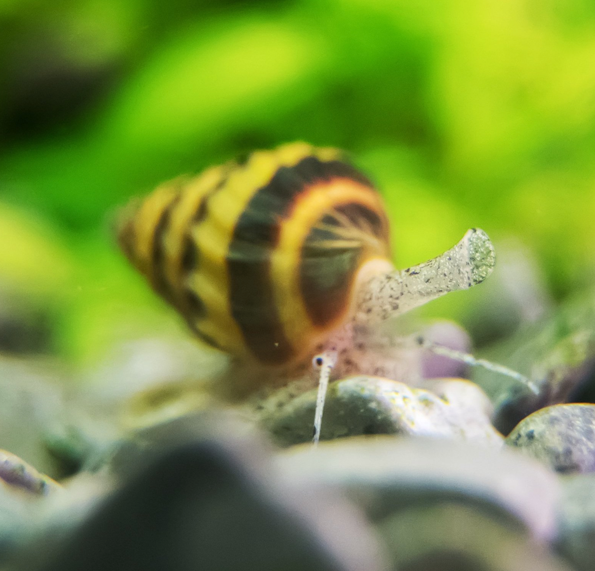Assassin Snails