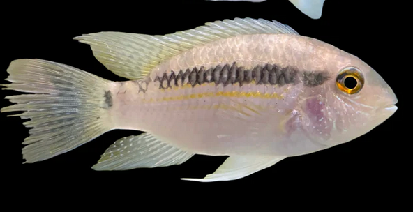 Bujurquina Syspilus-L